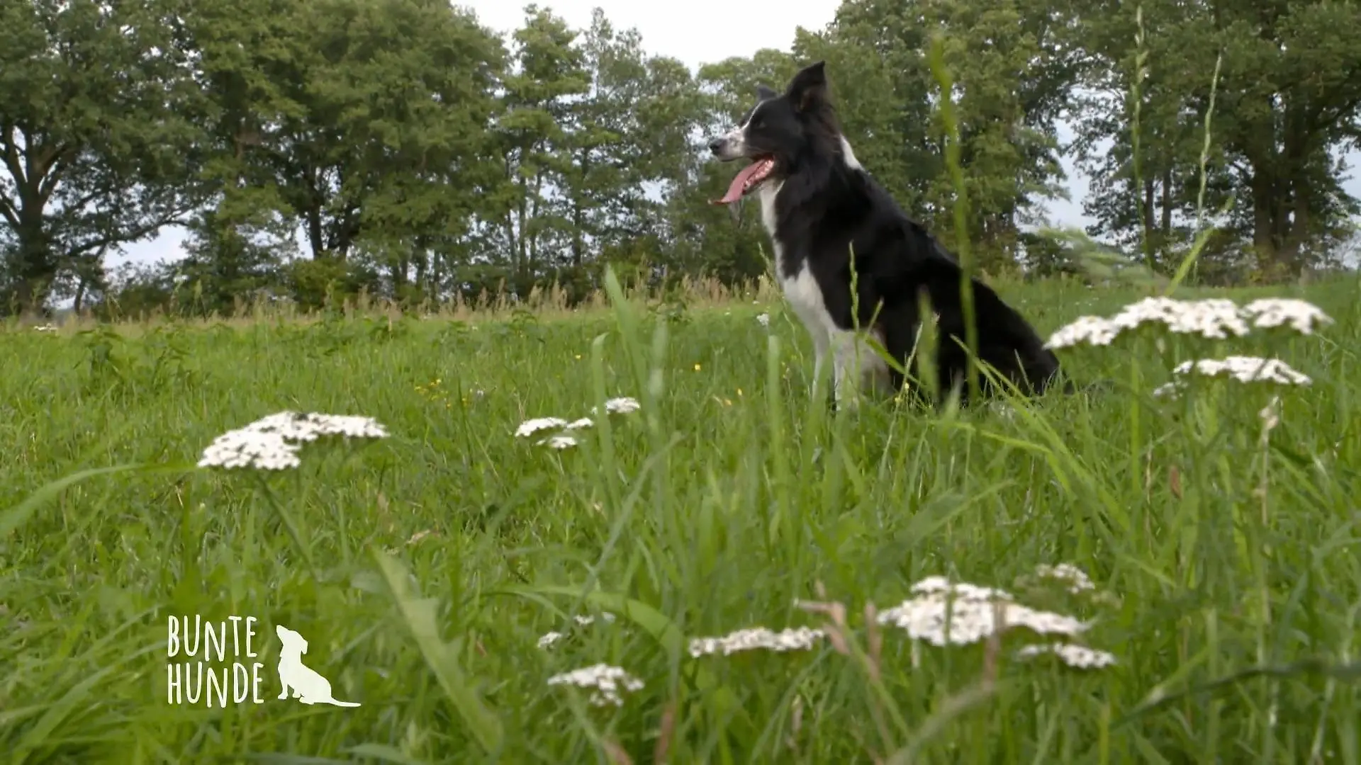 Eine große Herausforderung Hütehunde
