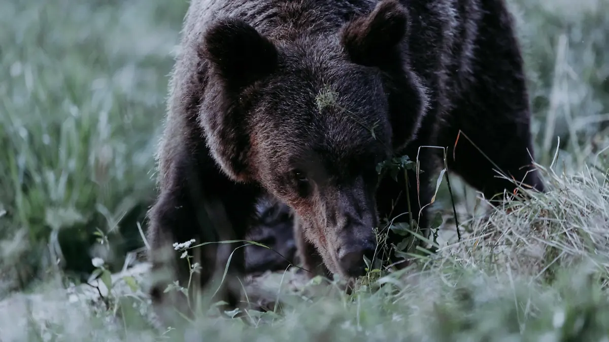 Braunbär ursus arctos Porträt, Abendwiese, Bieszczady Gebirge, Polen, Europa *** Brown bear Ursus arctos Portrait, Evening meadow, Bieszczady Mountains, Poland, Europe Copyright: imageBROKER/PawelxBrud ibxpab09686265.jpg Bitte beachten Sie die gesetzlichen Bestimmungen des deutschen Urheberrechtes hinsichtlich der Namensnennung des Fotografen im direkten Umfeld der Veröffentlichung