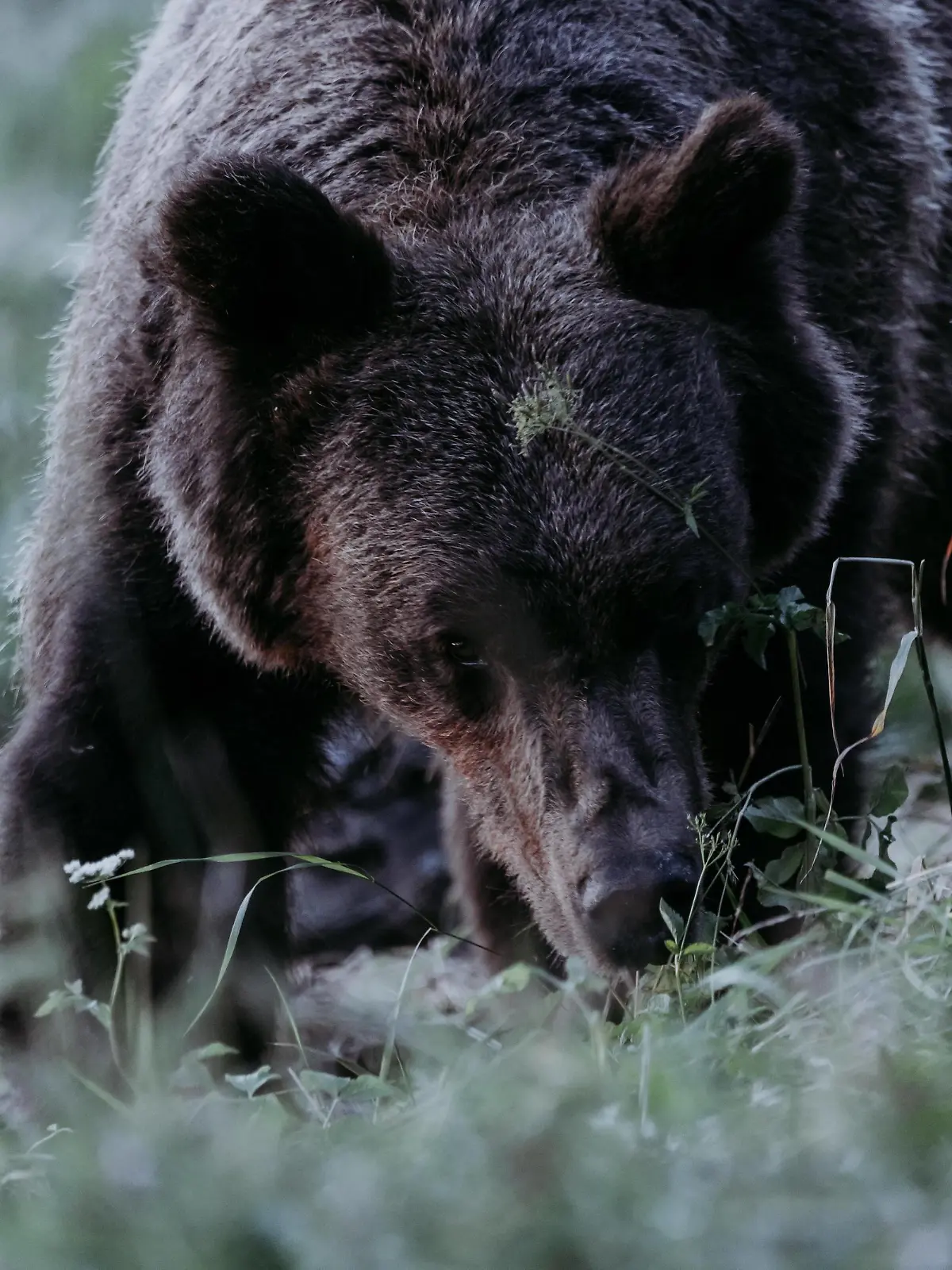 Braunbär ursus arctos Porträt, Abendwiese, Bieszczady Gebirge, Polen, Europa *** Brown bear Ursus arctos Portrait, Evening meadow, Bieszczady Mountains, Poland, Europe Copyright: imageBROKER/PawelxBrud ibxpab09686265.jpg Bitte beachten Sie die gesetzlichen Bestimmungen des deutschen Urheberrechtes hinsichtlich der Namensnennung des Fotografen im direkten Umfeld der Veröffentlichung