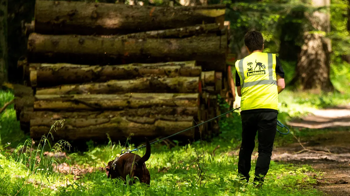 01.05.2024, Niedersachsen, Bremervörde: Ein Suchhund der K-9 Suchhunde Elbe-Weser beim Einsatz auf der Suche nach einem vermissten Jungen. Der sechs Jahre alte Arian aus Elm bleibt auch nach über einer Woche vermisst. Foto: Daniel Bockwoldt/dpa +++ dpa-Bildfunk +++
