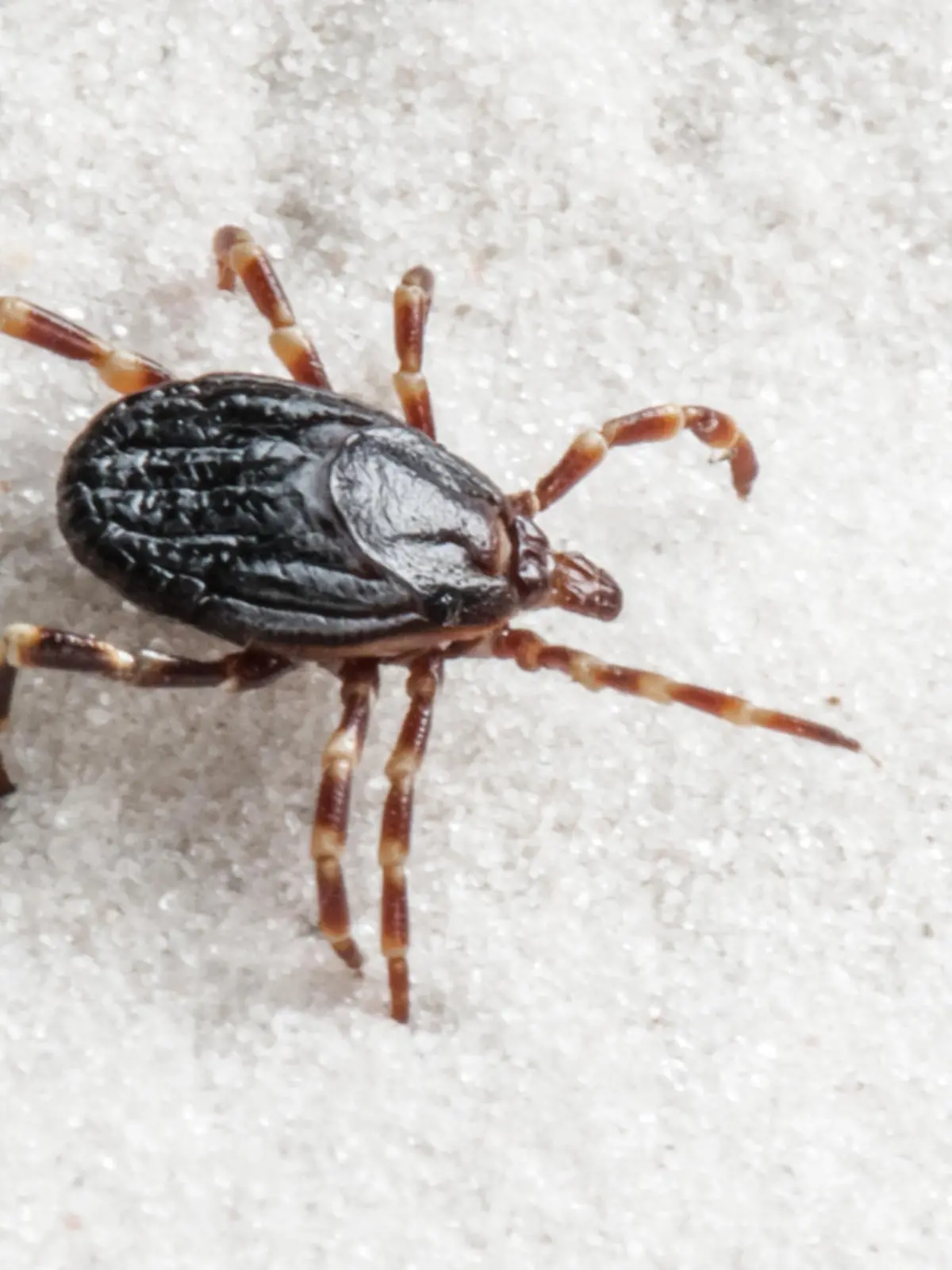 Hyalomma marginatum