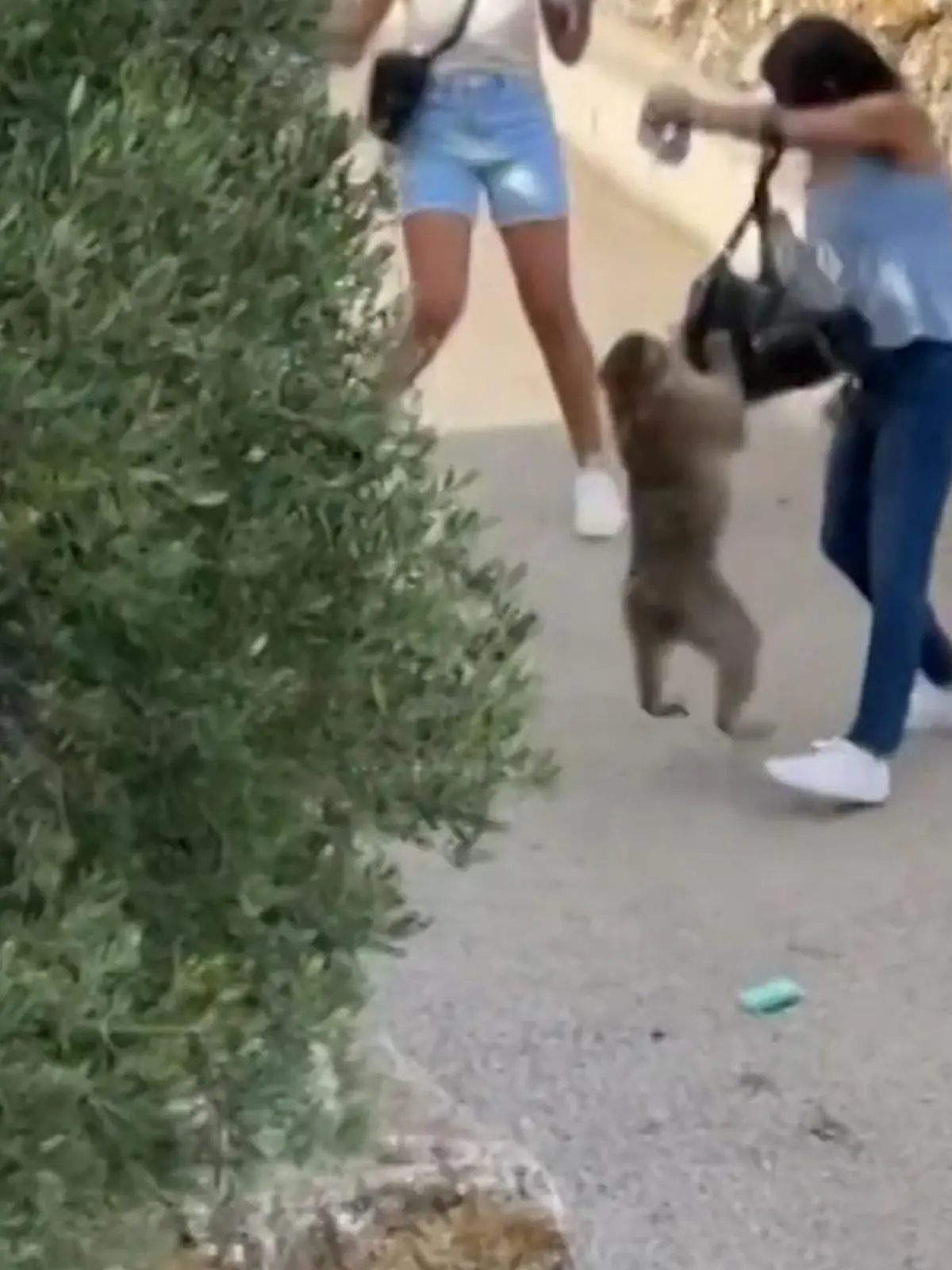 Eine Touristin genießt ihren Urlaub in Gibraltar - plötzlich klettert ein Affe auf ihrem Rücken herum. Das Tier hat es auf ihren Rucksack abgesehen - es zerrt daran, doch die Touristin lässt nicht locker.