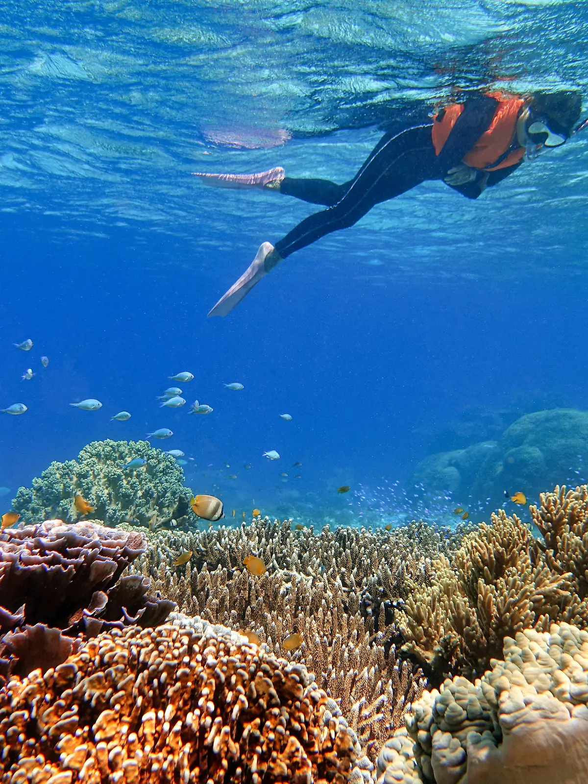 Indonesia Alor Island - Marine life - Woman snorkeling in coral reef Indonesia, East Nusa Tenggara, Alor Island CR_GFEQ240116D-1316123-01 ,model released, Symbolfoto