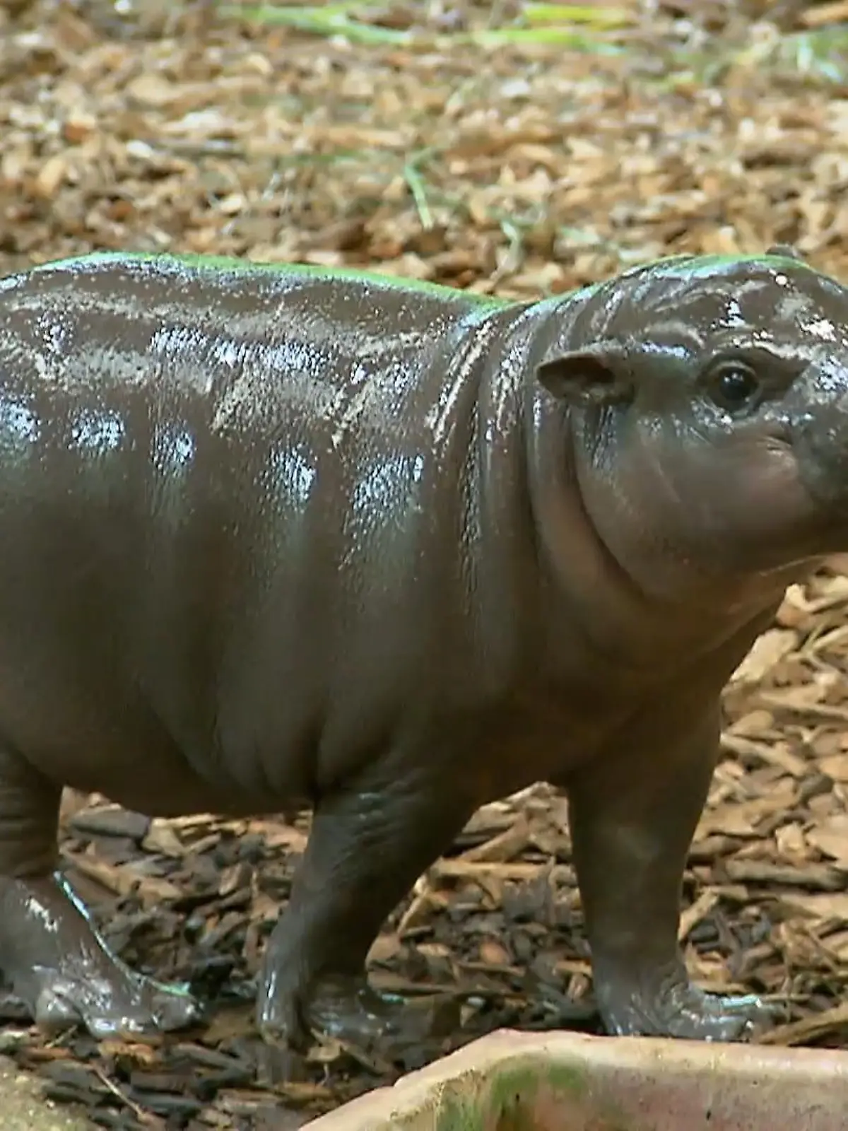 Bild zu: "Hippo-Nachwuchs"
