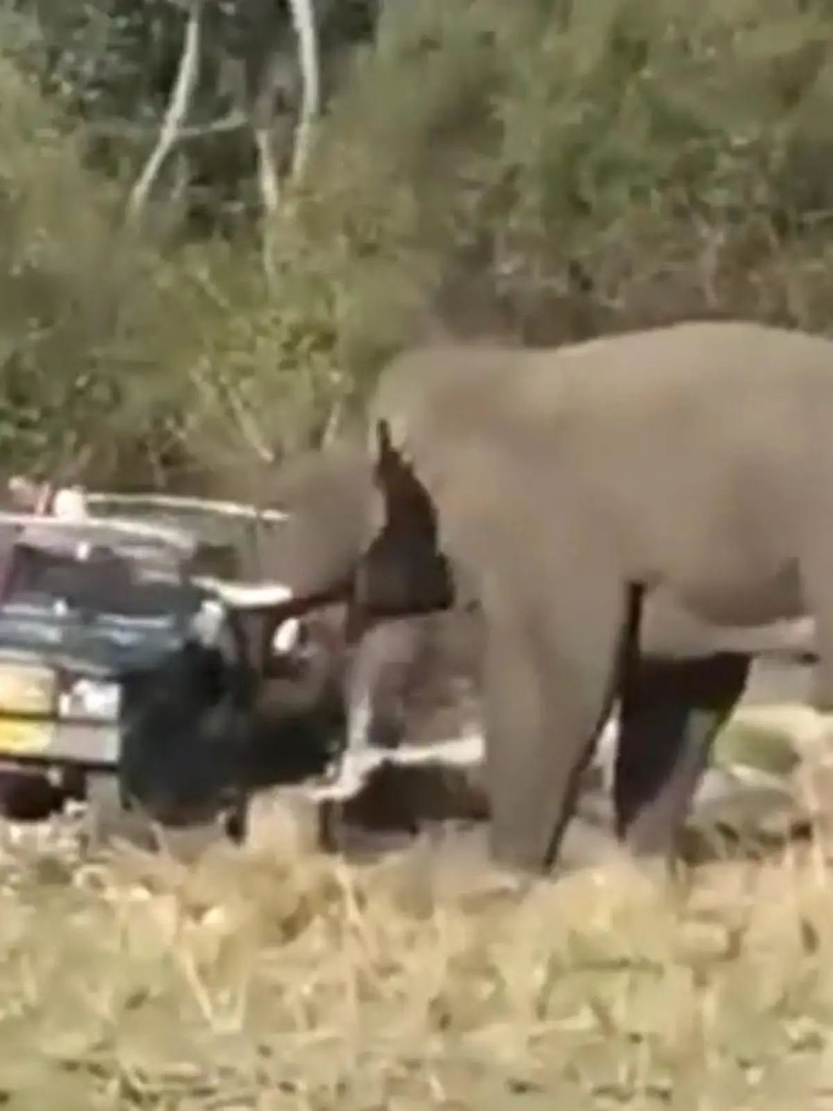 Was ein entspannter Safari-Ausflug werden sollte entwickelt sich zum Horror-Trip. Ein Elefant bekommt Panik und greift einen Jeep voller Touris an. Ein Mireisender kann gerade so aus der Gefahrenzone gerettet werden. Alles weitere seht ihr im Video.