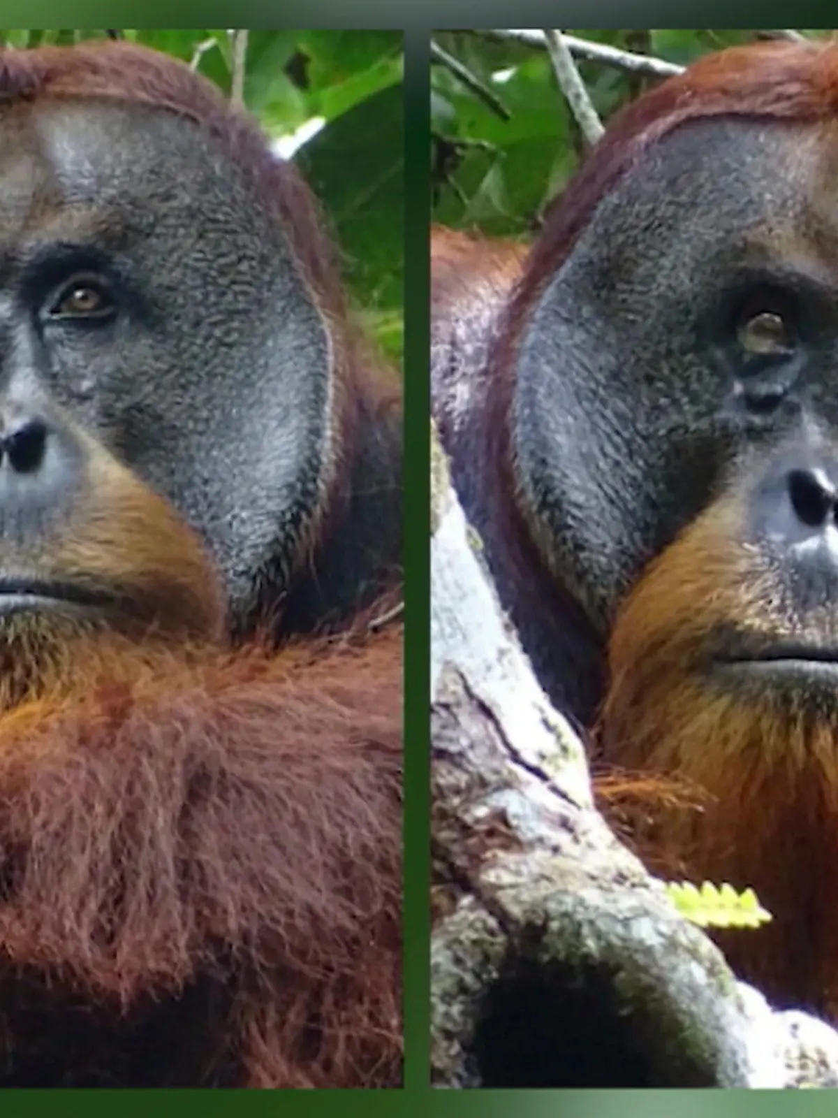 Dieser Orang-Utan in Indonesien hat jetzt nicht nur seine Pfleger verblüfft: Er hat sich unterm Auge verletzt und dann das getan, was normalerweise nur Menschen tun würden: Er hat seine Wunde selbst verarztet. Zum ersten Mal haben Forscher so etwas bei einem Orang-Utan dokumentiert. Was der Affe genau gemacht hat und ob er Erfolg hatte, erfahrt ihr im Video.