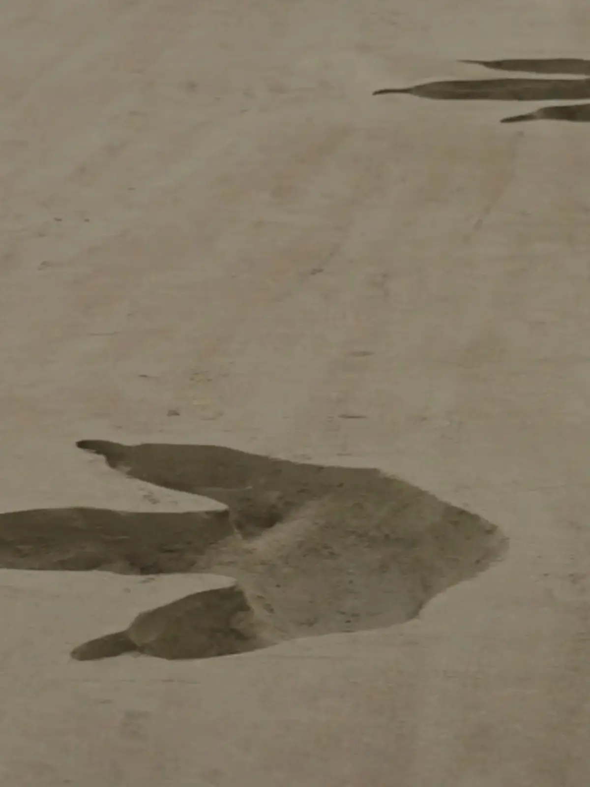 Mysteriöse Szenen am Strand von Pembrokeshire im Südwesten von Wales. Dort sind 64 dunkle, riesige Fußabdrücke im Sand zu sehen. Dino-Fans erkennen sofort, wem sie gehören: Es sind die Spuren eines Tyrannosaurus rex. Der gewaltige Fleischfresser war bis zwölf Meter lang und wog 6,8 Tonnen – und starb vor 66 Millionen Jahren aus. Wie also kommen seine Fußabdrücke jetzt an den Strand? Im Video lüften wir das Geheimnis.