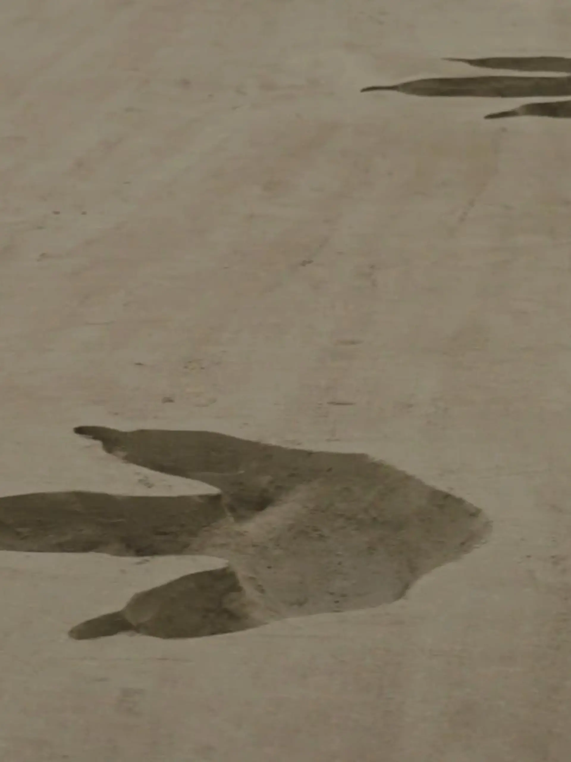 Mysteriöse Szenen am Strand von Pembrokeshire im Südwesten von Wales. Dort sind 64 dunkle, riesige Fußabdrücke im Sand zu sehen. Dino-Fans erkennen sofort, wem sie gehören: Es sind die Spuren eines Tyrannosaurus rex. Der gewaltige Fleischfresser war bis zwölf Meter lang und wog 6,8 Tonnen – und starb vor 66 Millionen Jahren aus. Wie also kommen seine Fußabdrücke jetzt an den Strand? Im Video lüften wir das Geheimnis.