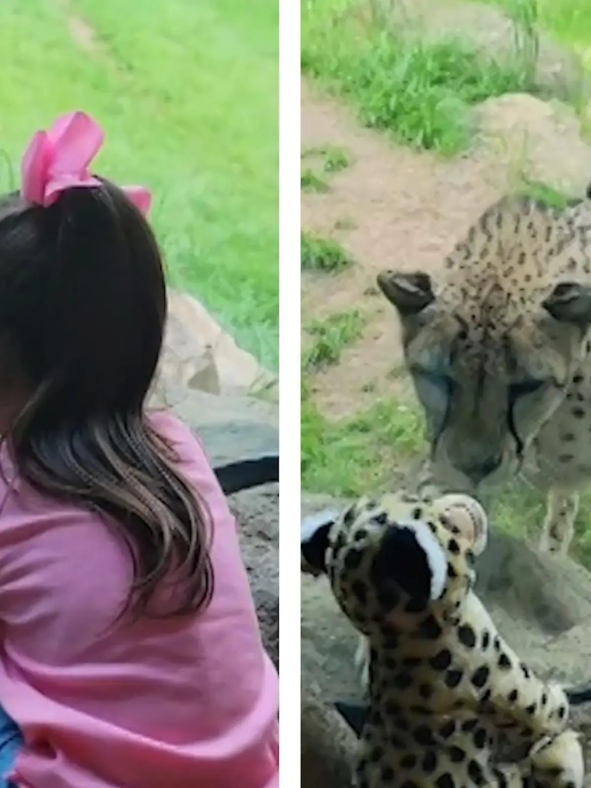 Als die kleine Sophia dem US-Bundesstaat Texas mit ihrer Familie den Fort Worth-Zoo besucht, ist sie auf eins der Gehege besonders wild. Da sie ein riesen Geparden-Fan ist freut sie sich auf diesen Stopp am meisten. Immer mit dabei, ihr Geparden-Plüschtier! Wie die echte Raubkatze auf ihr Mini-Me reagiert, erfahrt ihr im Video.