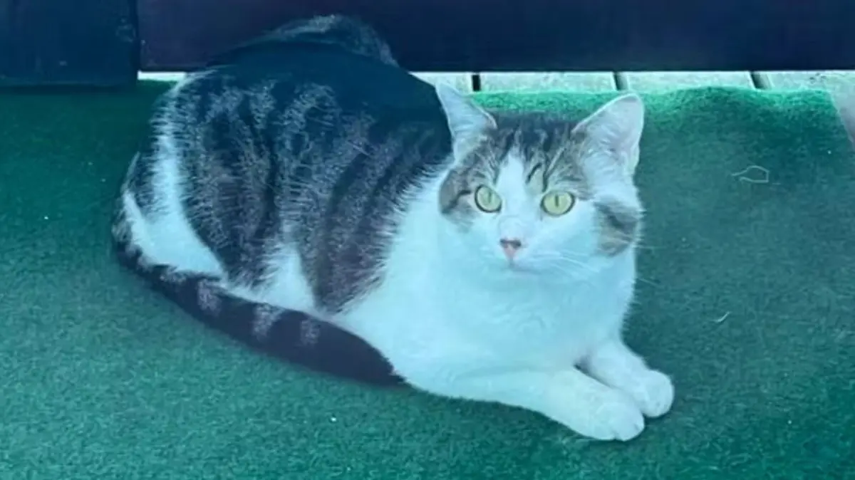 Kater