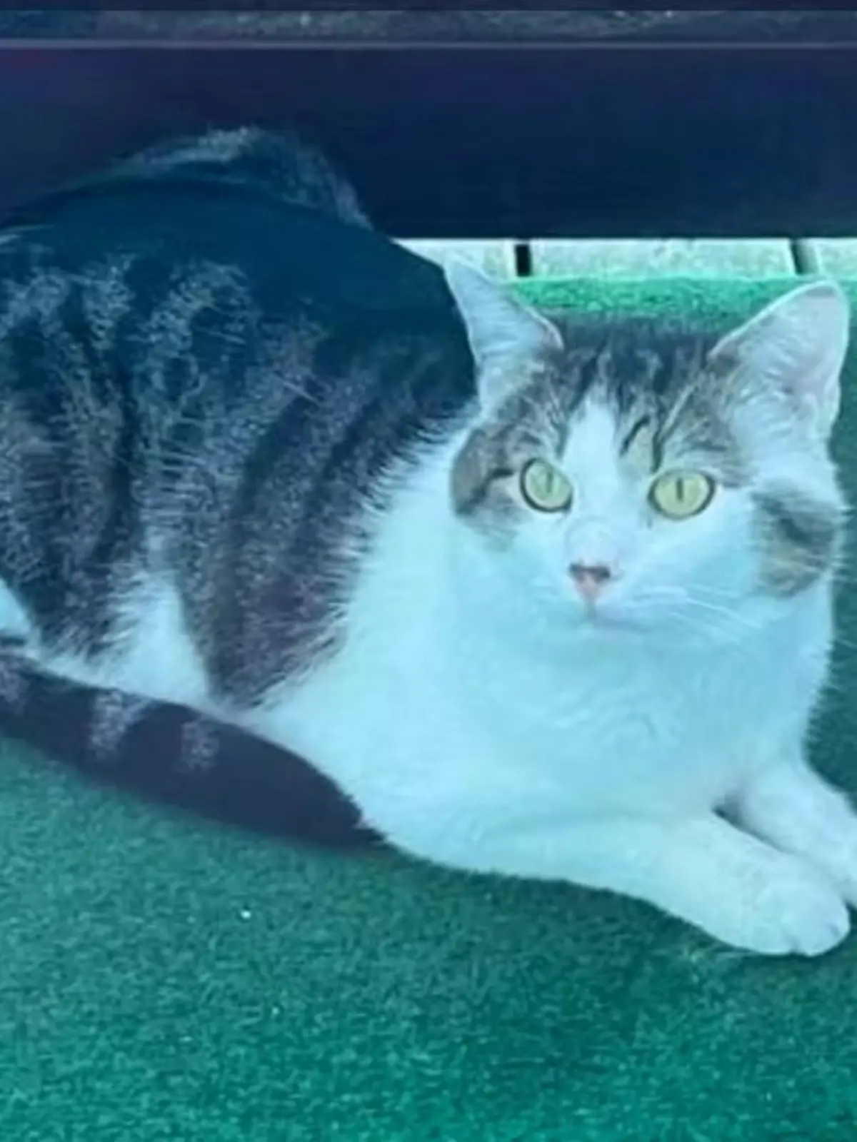 Kater