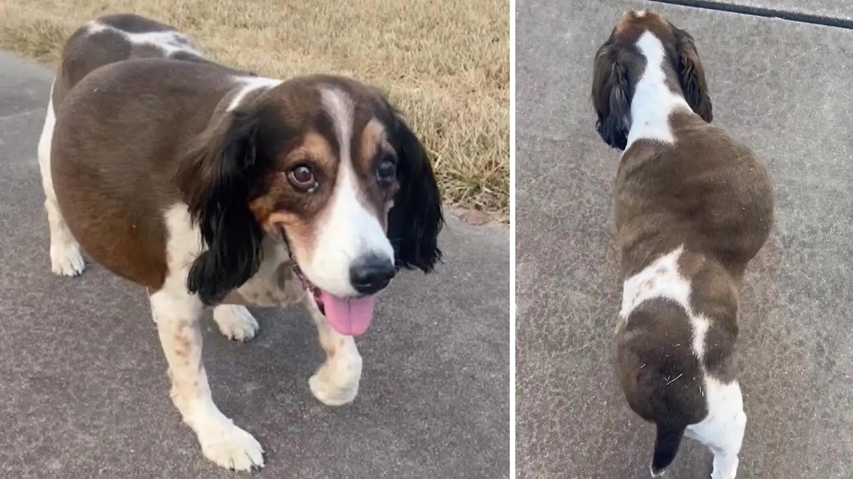 Hündin wird XXL-Tumor entfernt 