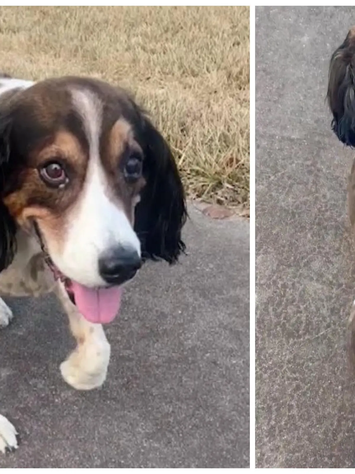 Die Cocker Spaniel Hündin Reeces trägt seit 5 Jahren einen Tumor mit sich. In den letzten 6 Monaten hat dieser sich verdreifacht und muss nun herausoperiert werden.