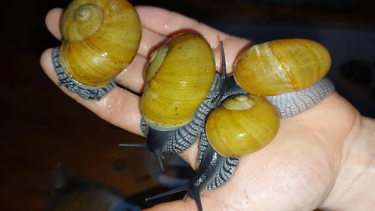 Die Schneckenart Zachrysia Guanensis Kuba