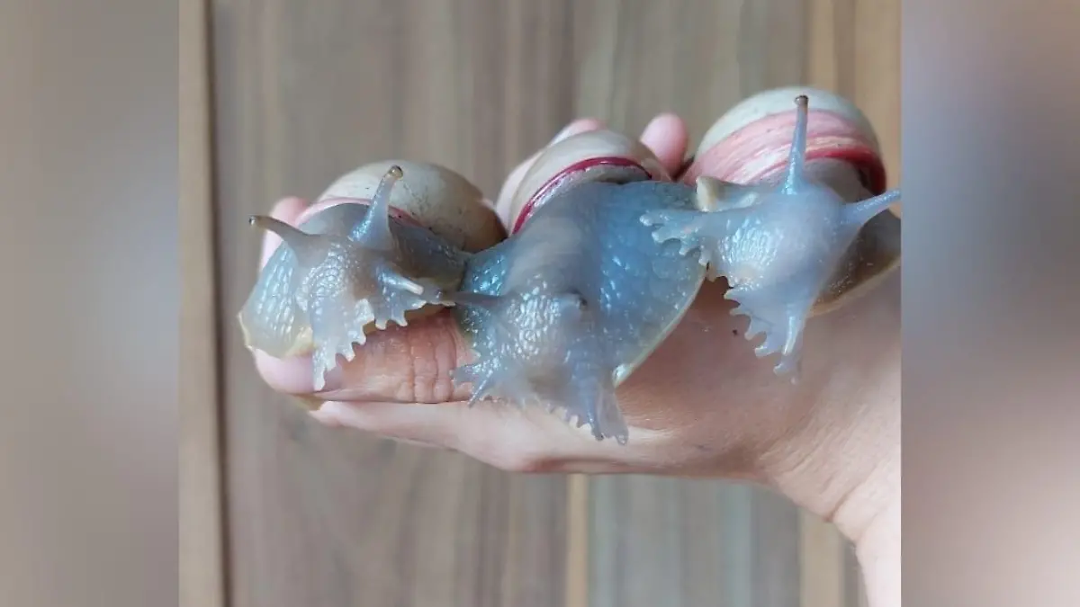 iese Schneckenart heißt Megalobulimus Oblongus Haemastomus, ist die teuerste der Züchterin und hat eine Art Bart.