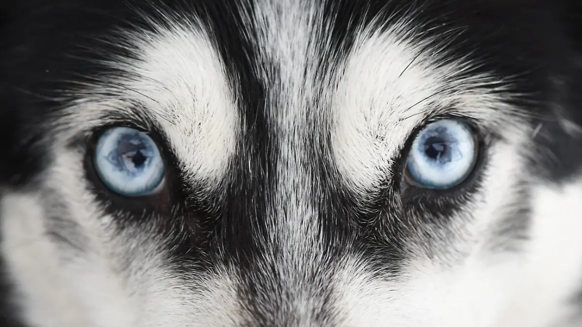 dpatopbilder Ein sibirischer Husky schaut am 23.01.2016 vor dem Schlittenhunderennen in Unterjoch (Bayern) in die Kamera des Fotografen. Rund 800 Schlittenhunde gehen bei dem Internationalen Rennen an den Start bei dem die Gespanne eines Strecke zwischen fünf und 18 Kilometern zurücklegen müssen. Foto: Felix Kästle/dpa +++(c) dpa - Bildfunk+++