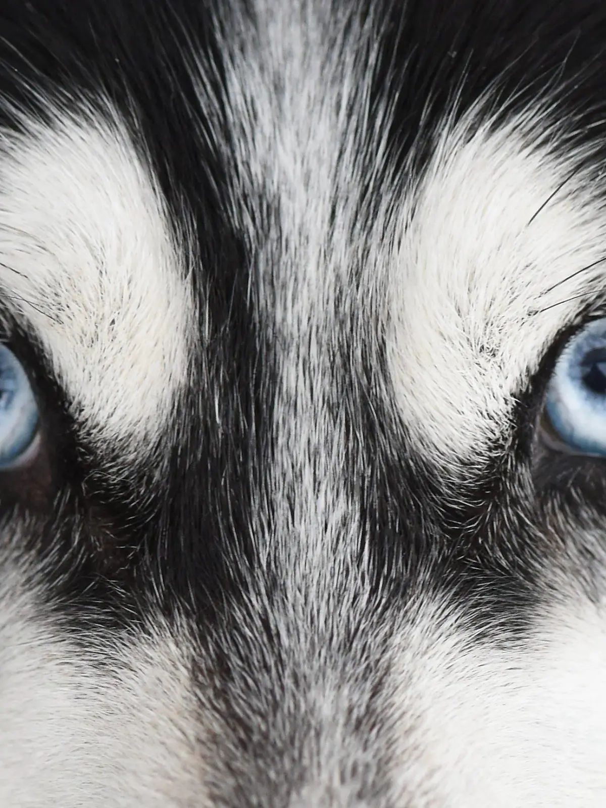 dpatopbilder Ein sibirischer Husky schaut am 23.01.2016 vor dem Schlittenhunderennen in Unterjoch (Bayern) in die Kamera des Fotografen. Rund 800 Schlittenhunde gehen bei dem Internationalen Rennen an den Start bei dem die Gespanne eines Strecke zwischen fünf und 18 Kilometern zurücklegen müssen. Foto: Felix Kästle/dpa +++(c) dpa - Bildfunk+++