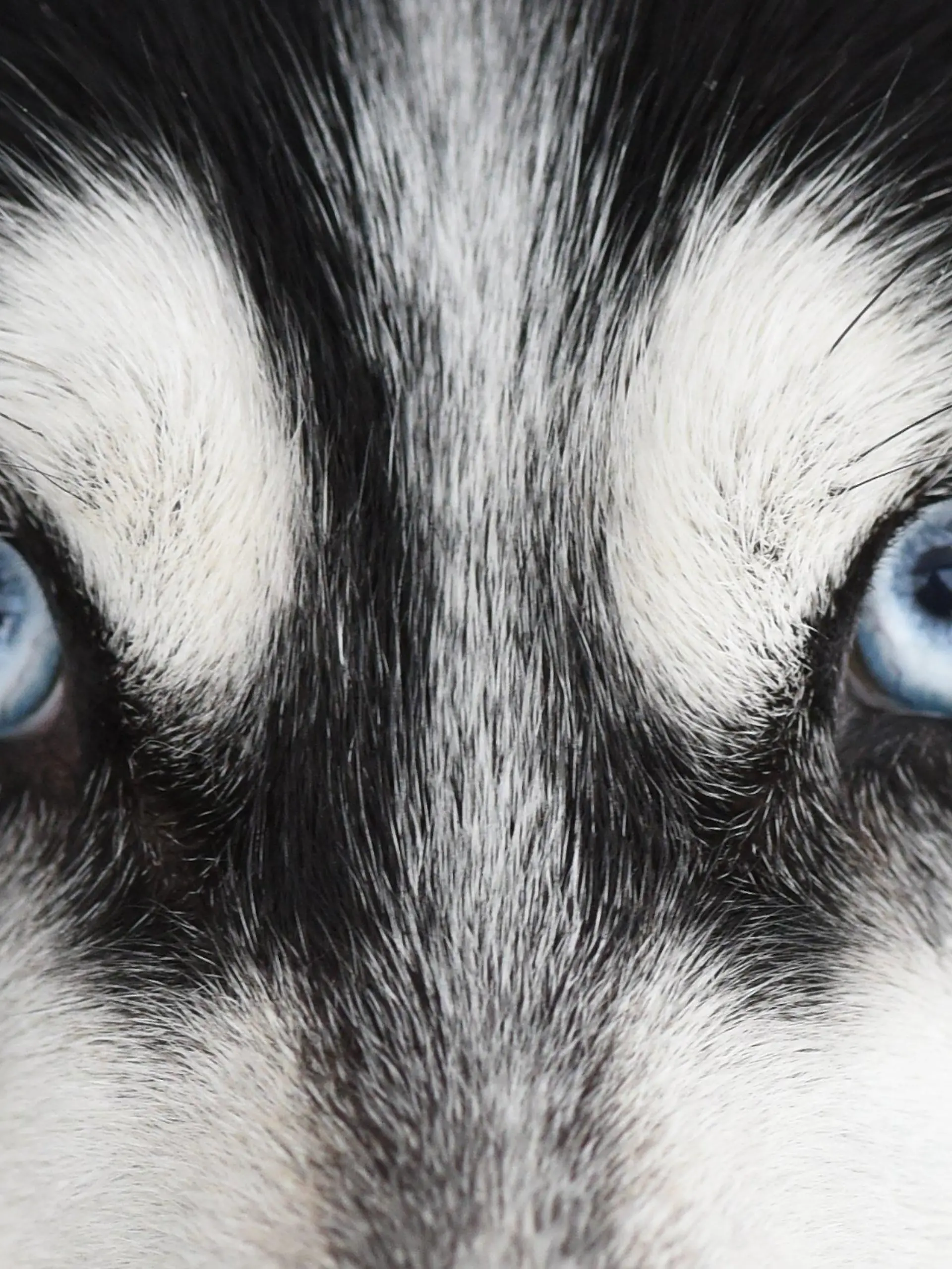 dpatopbilder Ein sibirischer Husky schaut am 23.01.2016 vor dem Schlittenhunderennen in Unterjoch (Bayern) in die Kamera des Fotografen. Rund 800 Schlittenhunde gehen bei dem Internationalen Rennen an den Start bei dem die Gespanne eines Strecke zwischen fünf und 18 Kilometern zurücklegen müssen. Foto: Felix Kästle/dpa +++(c) dpa - Bildfunk+++