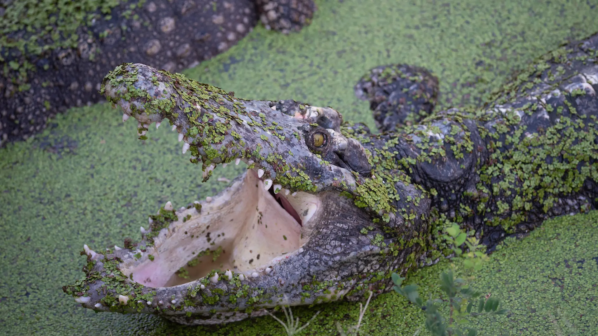 April 6, 2024, Samut Prakan, Samut Prakan, Thailand: Tourist activity sending chicken ribs Crocodiles eat in a pond at Samutprakan Crocodile Farm and Zoo on April 6, 2024. in Samut Prakan Province. 35 kilometers from Bangkok. After being temporarily closed for 3 years due to the COVID-19 epidemic situation. (Credit Image: © Teera Noisakran/Pacific Press via ZUMA Press Wire) / action press