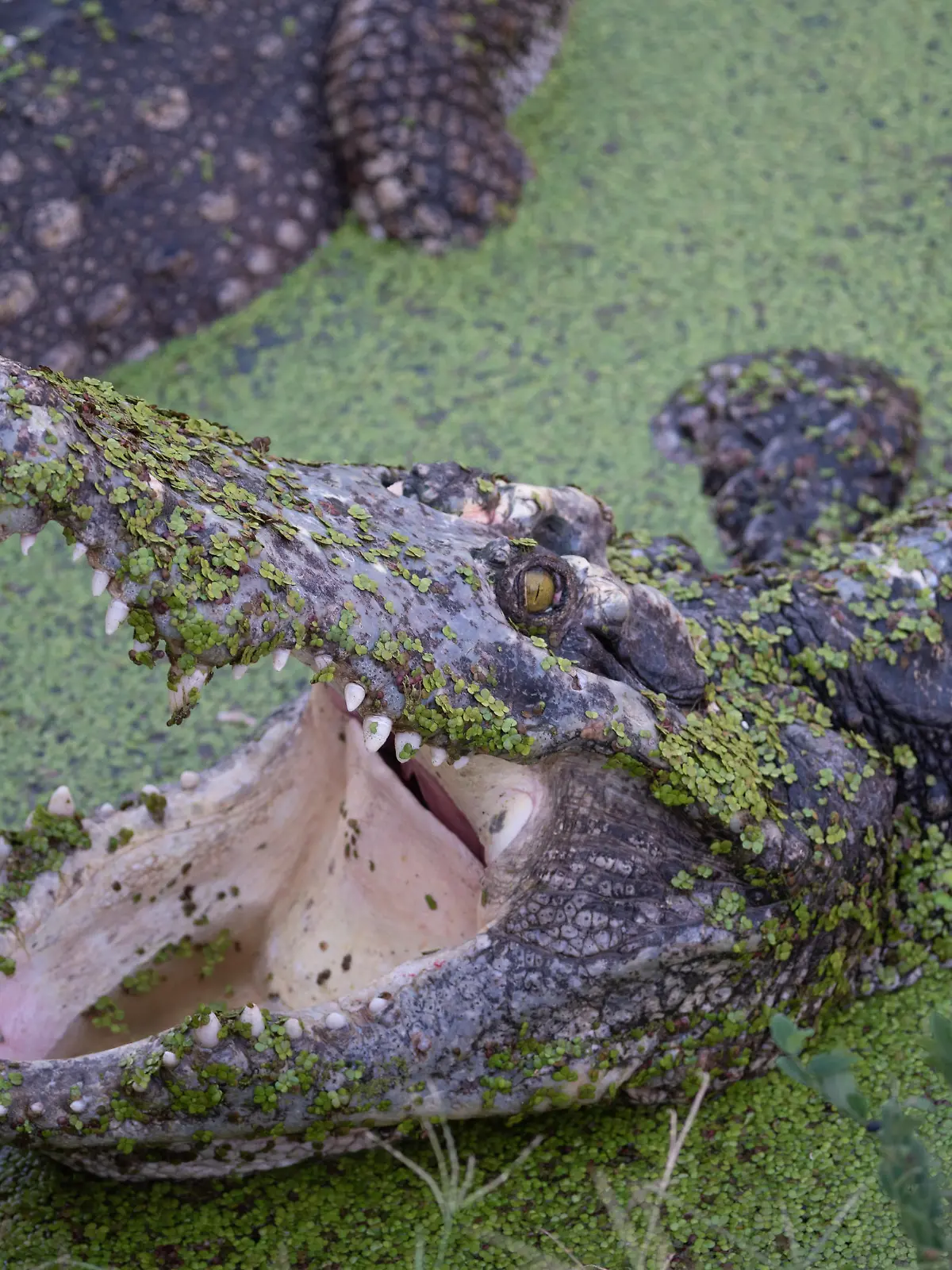 April 6, 2024, Samut Prakan, Samut Prakan, Thailand: Tourist activity sending chicken ribs Crocodiles eat in a pond at Samutprakan Crocodile Farm and Zoo on April 6, 2024. in Samut Prakan Province. 35 kilometers from Bangkok. After being temporarily closed for 3 years due to the COVID-19 epidemic situation. (Credit Image: © Teera Noisakran/Pacific Press via ZUMA Press Wire) / action press