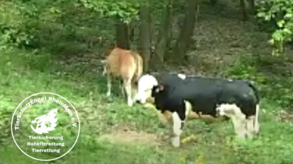 Bulle und Kuh sind weiterhin frei