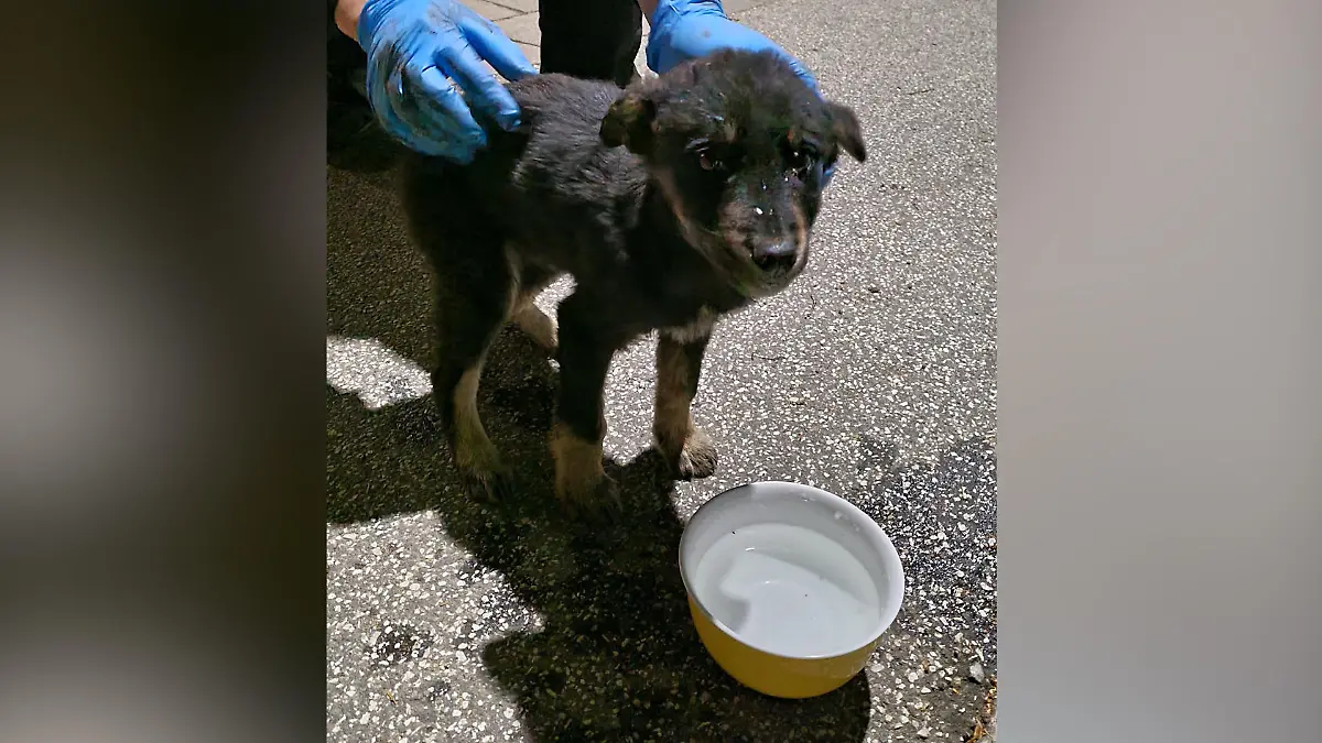 Ein kleiner, schwarzer Hund blikt traurig in ide Kamera. Ein Mensch hält ihn fest.