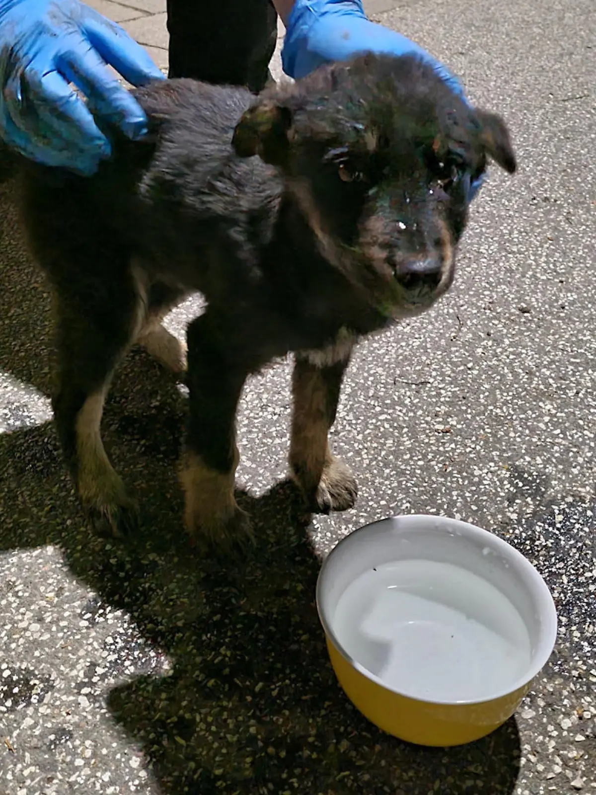 Ein kleiner, schwarzer Hund blikt traurig in ide Kamera. Ein Mensch hält ihn fest.