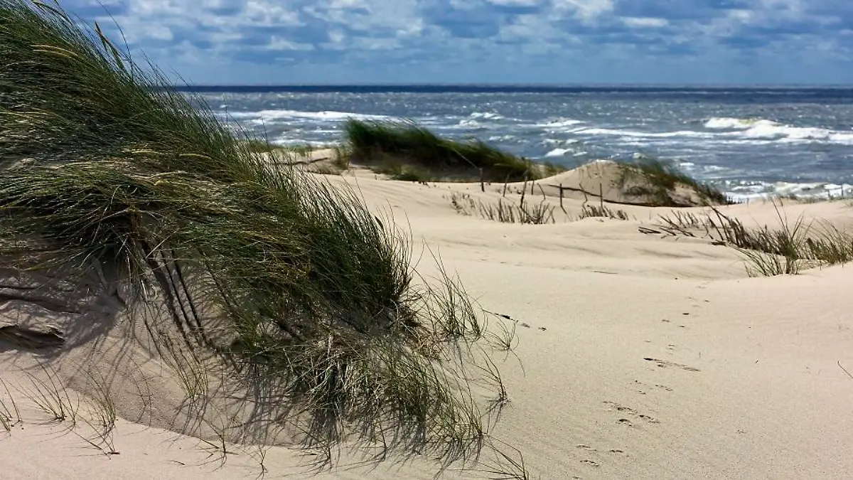 sylt-t9101