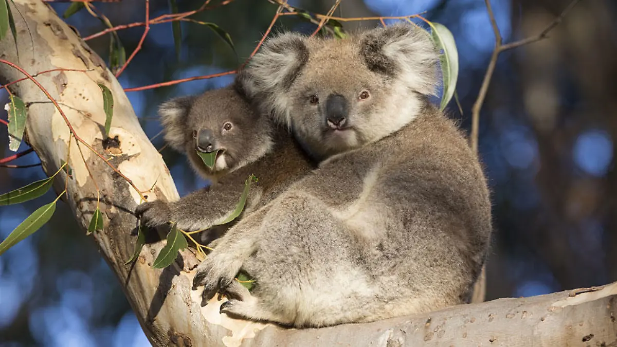 koala-t9127