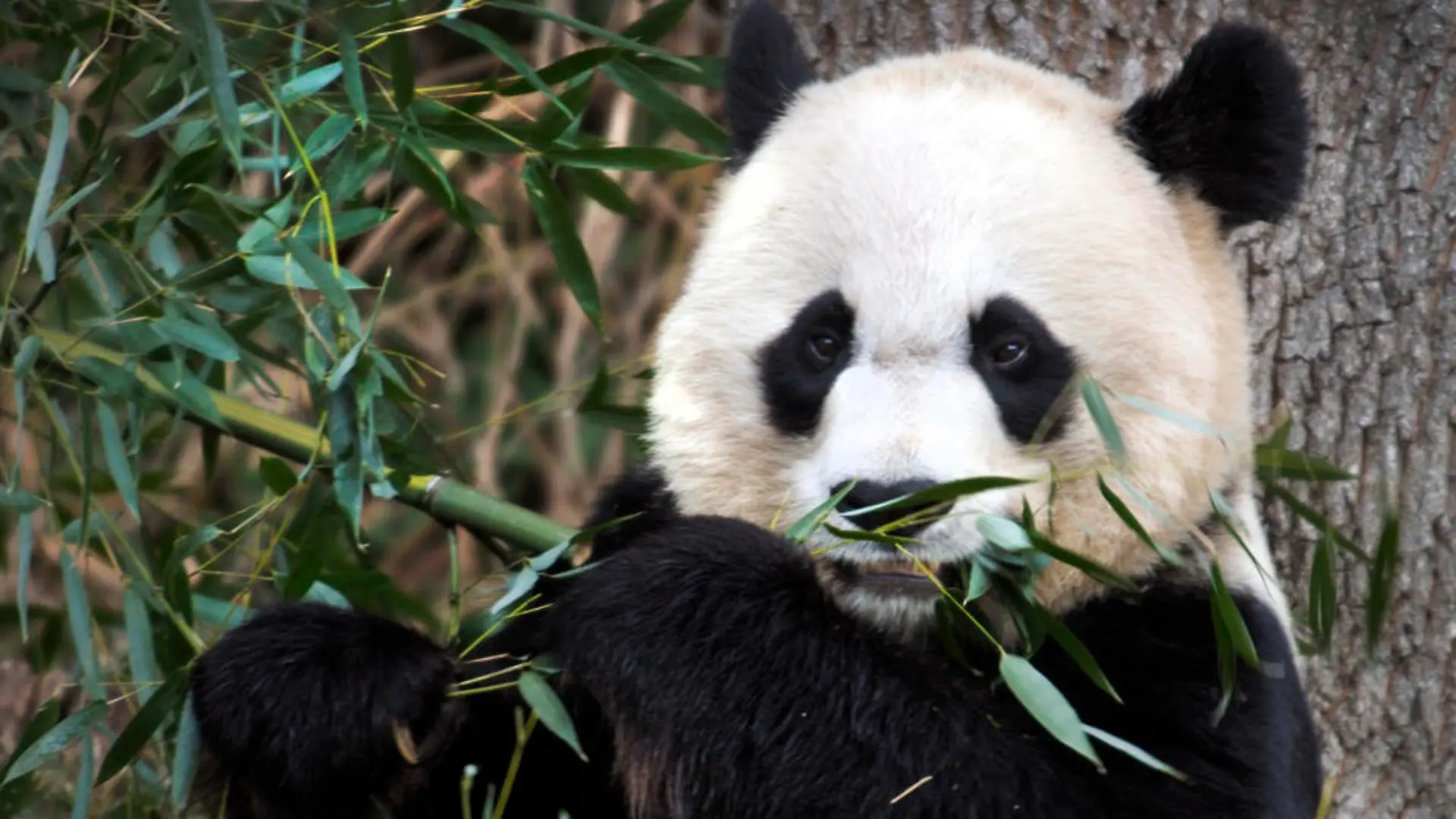 panda-t9128