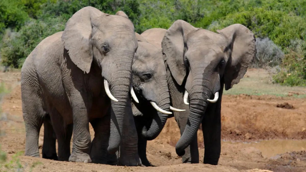 elefant-t9132
