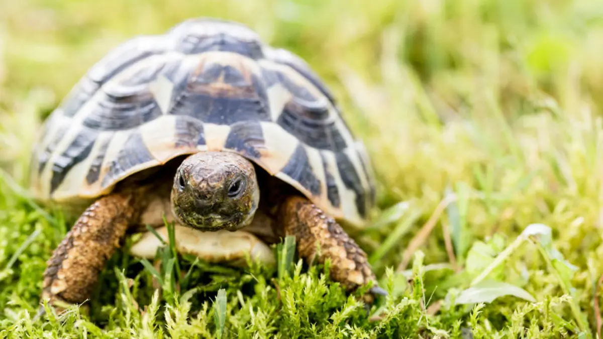 schildkroete-t9133
