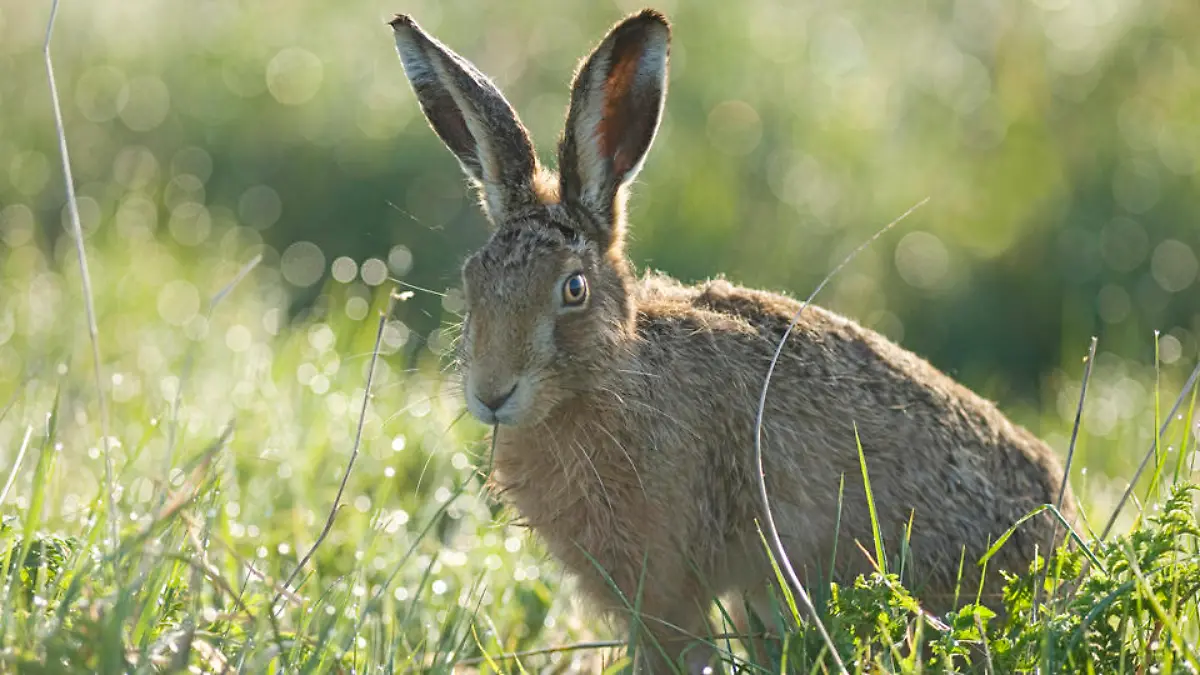 hase-t9136