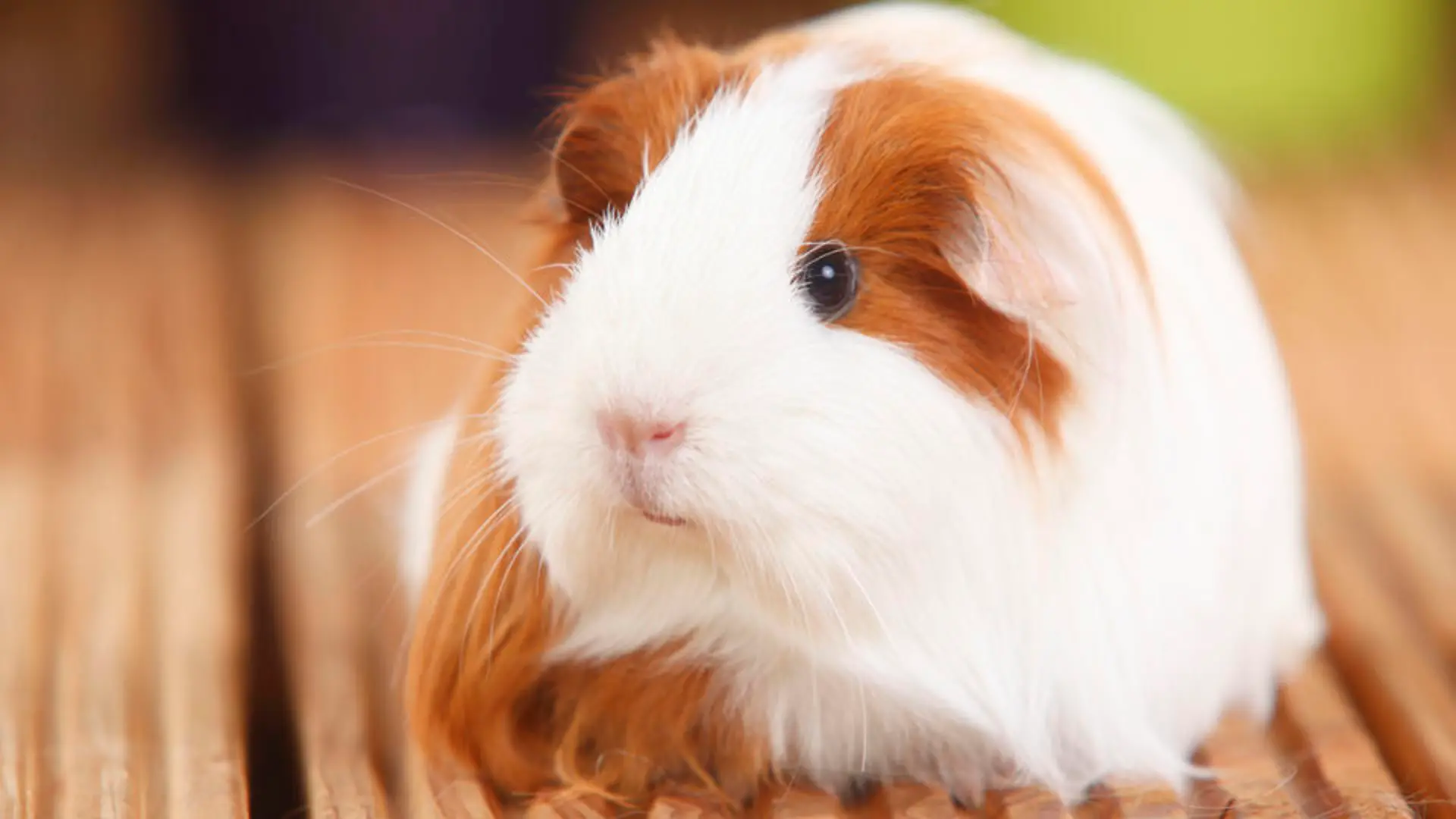 meerschweinchen-t9142