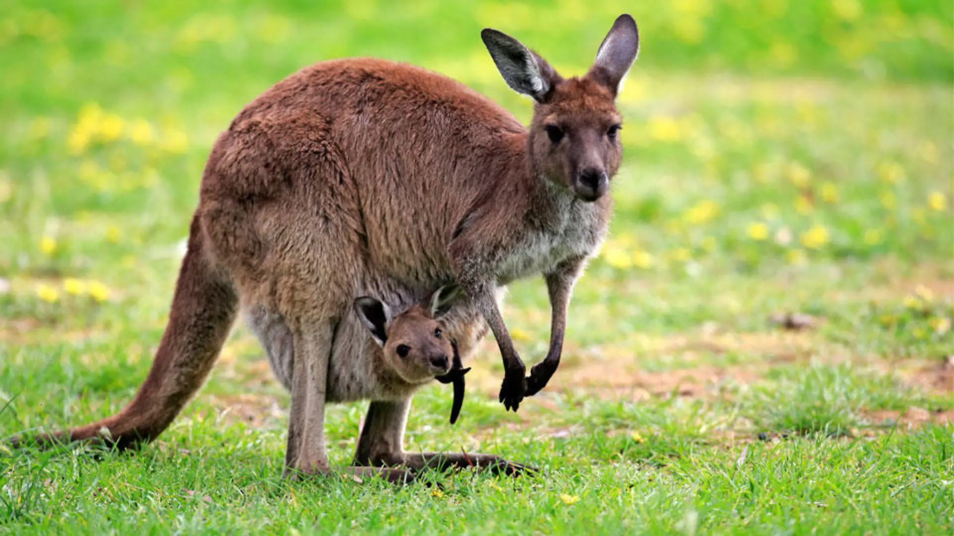 kaenguru-t9144