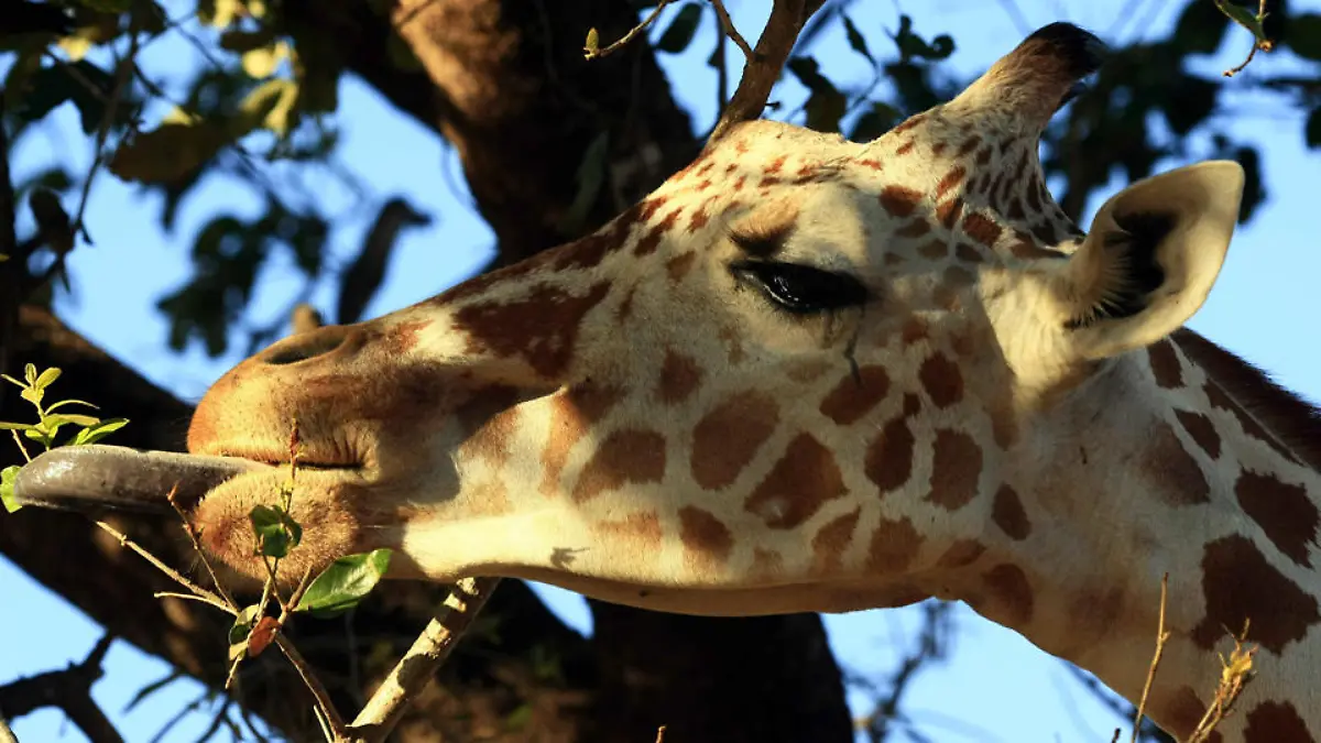 giraffe-t9146