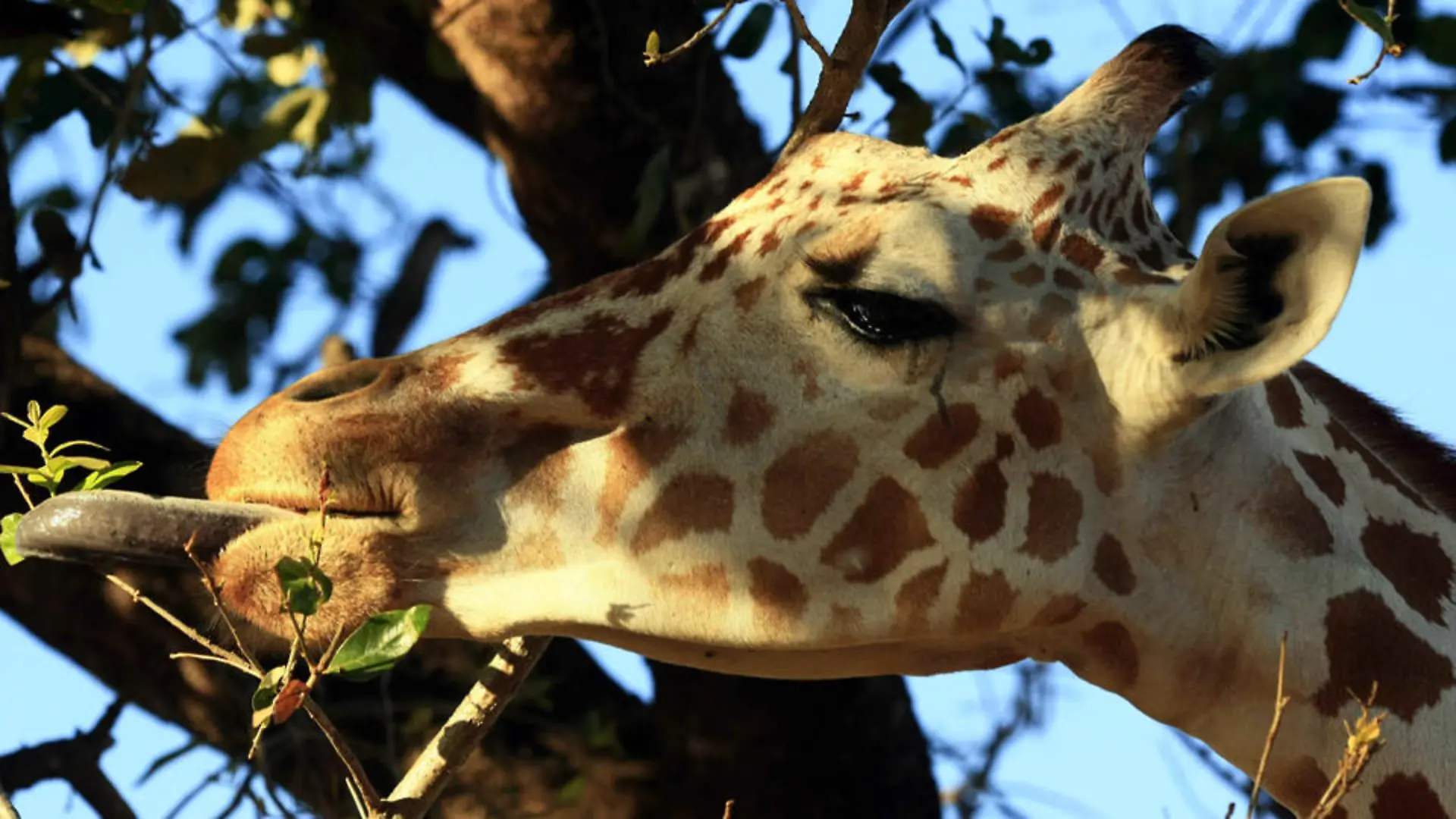 giraffe-t9146