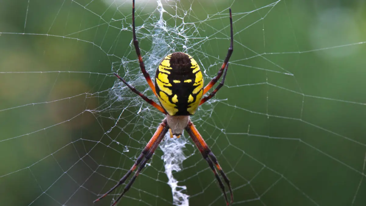 spinne-t9147