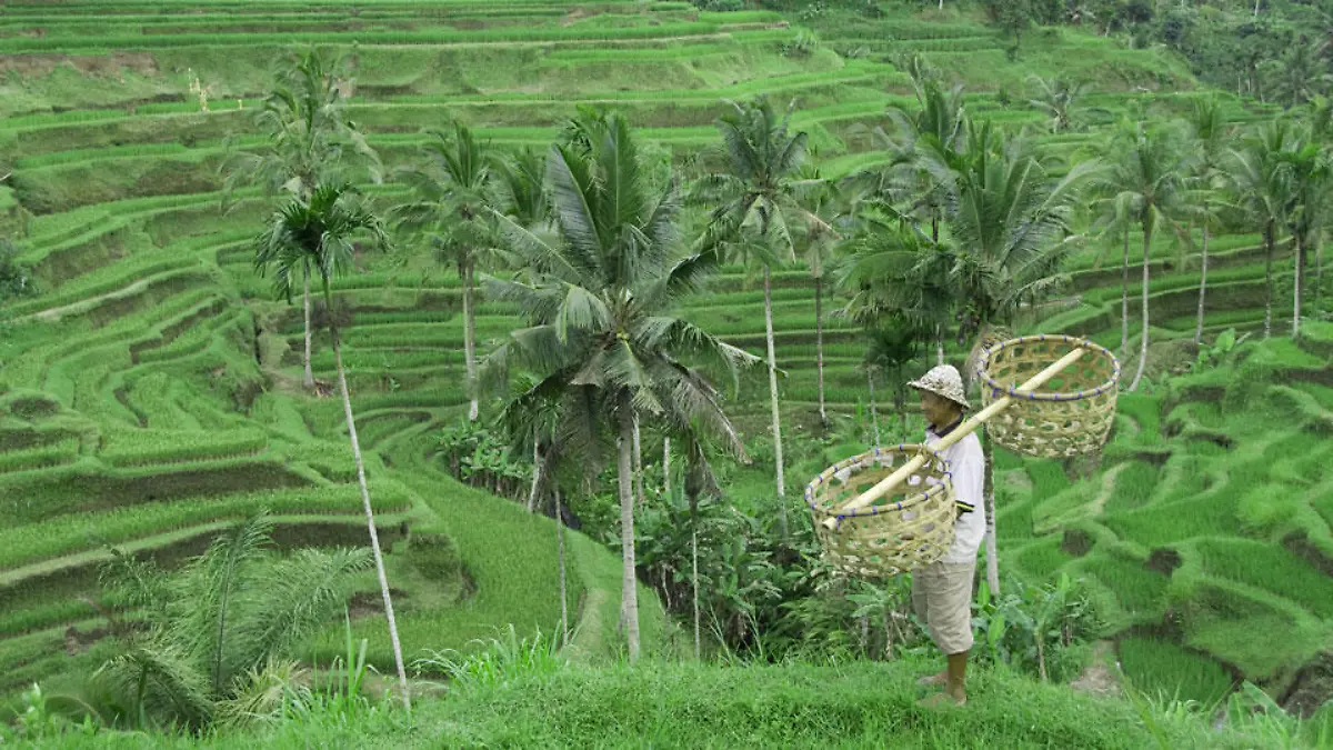 bali-t9693