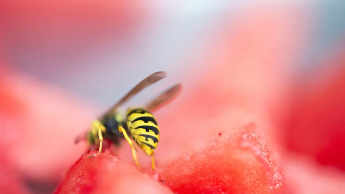 insekten-und-ungeziefer-t10357