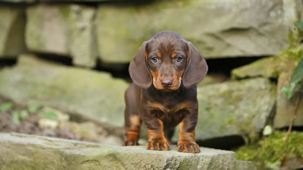 hunde-t10427
