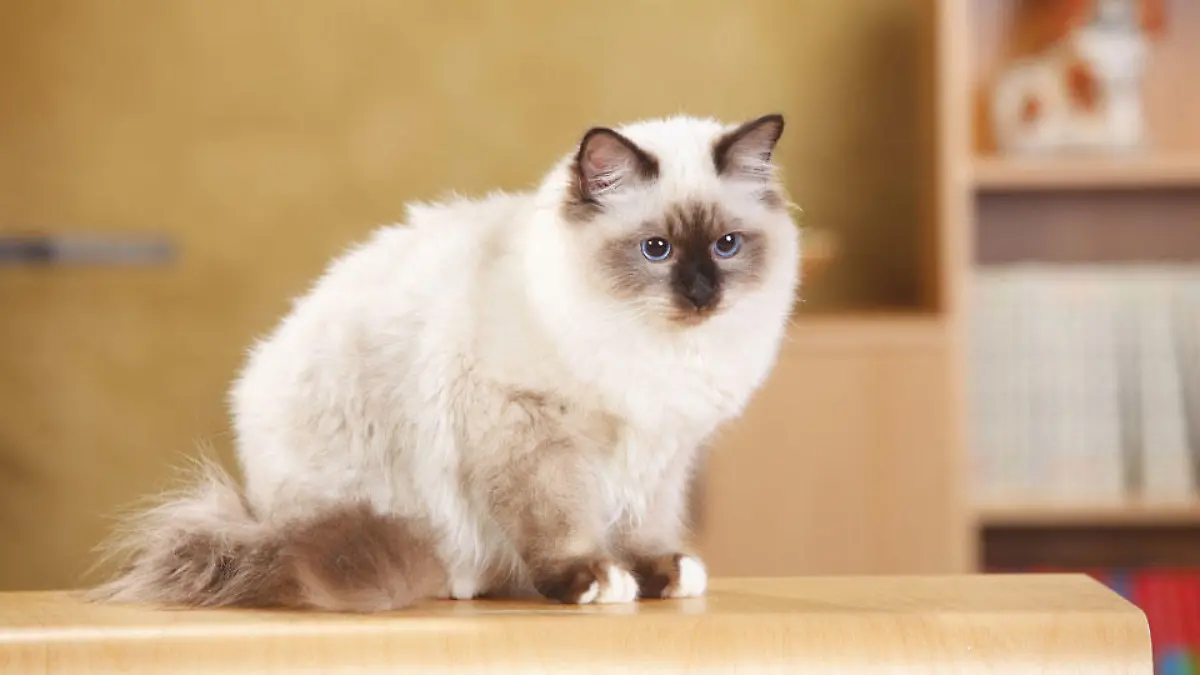 katzen-t10428