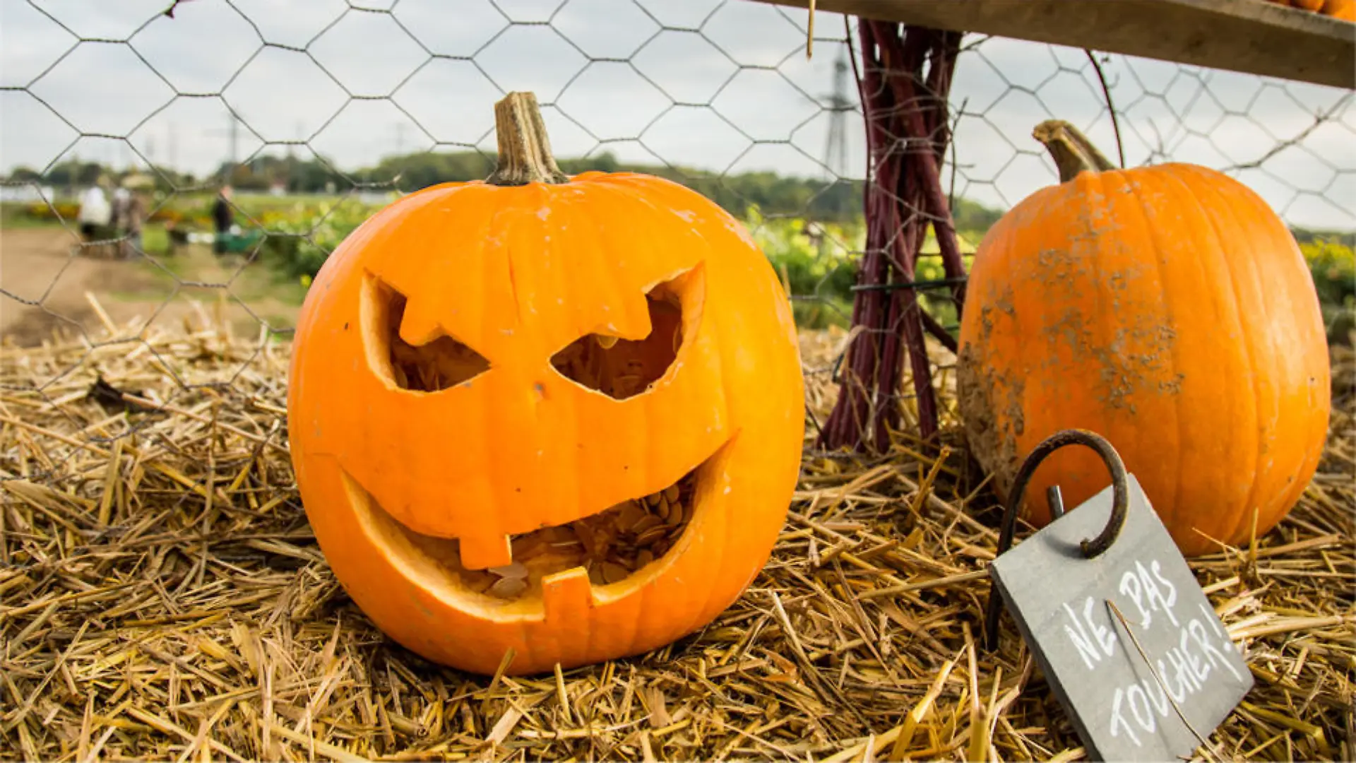 halloween-t10516