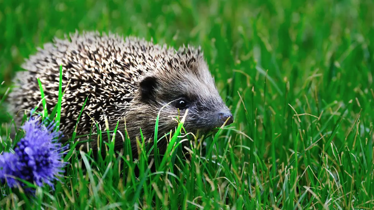 igel-t10758