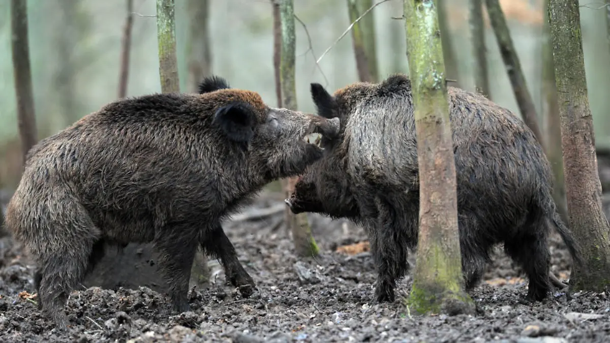 wildschweine-t10931