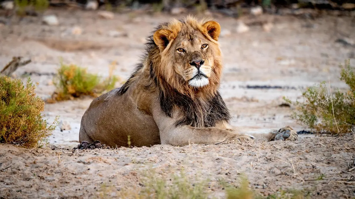 namibia-t12471
