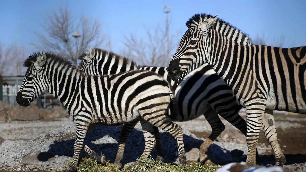 zebra-t13029