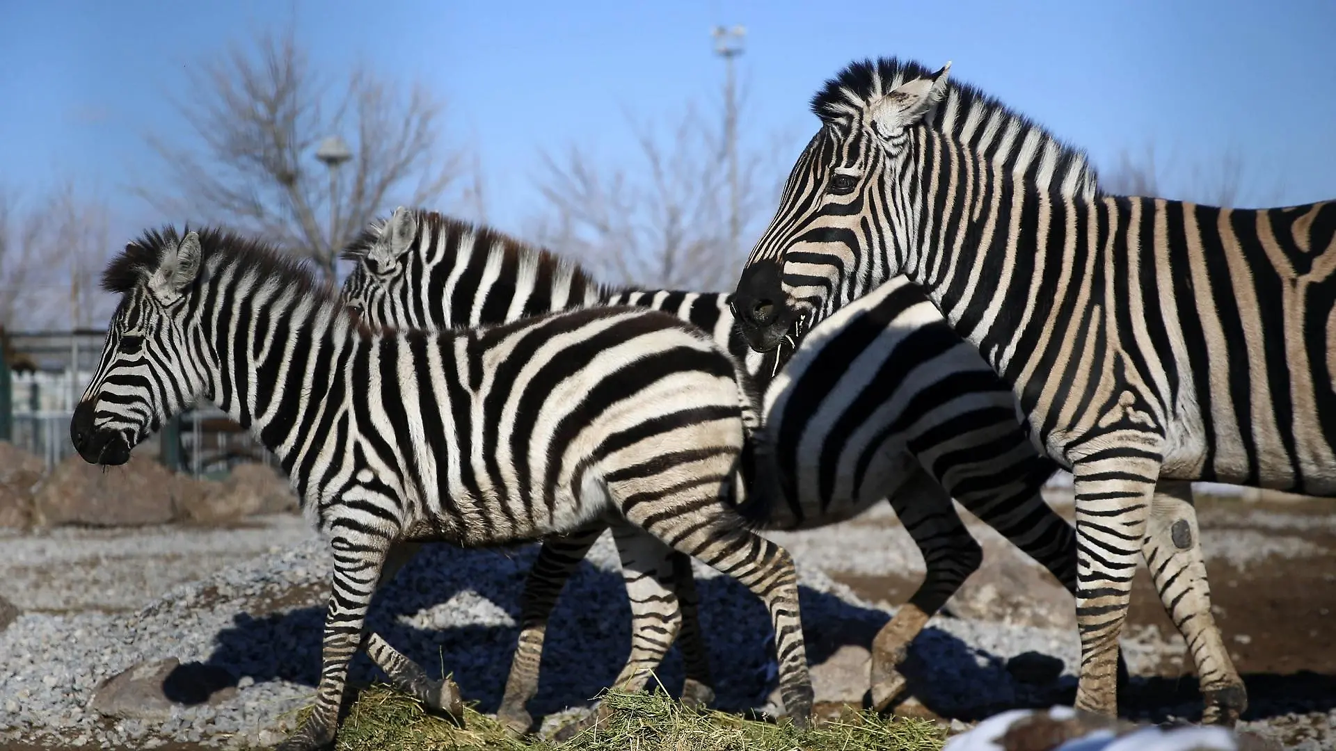 zebra-t13029
