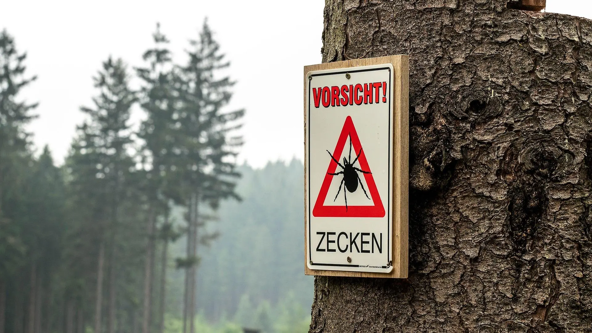 zecken-t13032