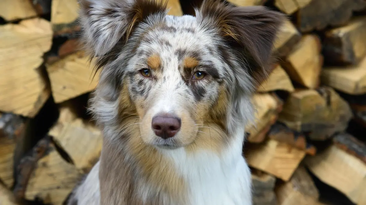 australian-shepherd-t13311